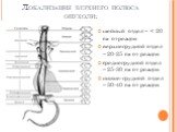 Локализация верхнего полюса опухоли: шейный отдел – < 20 см от резцов верхнегрудной отдел – 20-25 см от резцов среднегрудной отдел – 25-30 см от резцов нижне-грудной отдел – 30-40 см от резцов