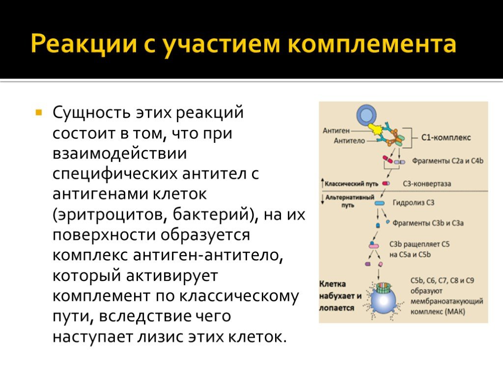 Сущность реакции. Реакции иммунитета с участием комплемента. Реакция с участием комплемента микробиология. Реакции с участием комплемента реакции иммунного. Серологические реакции с участием комплемента.