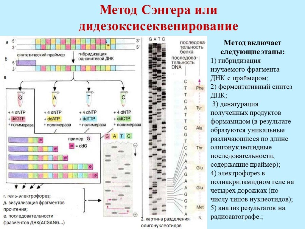 Секвенирование нуклеотидов. Принцип метода секвенирования по Сэнгеру. Секвенирование ДНК по Сэнгеру. Секвенирование метод этапы. Схема химического секвенирования ДНК.