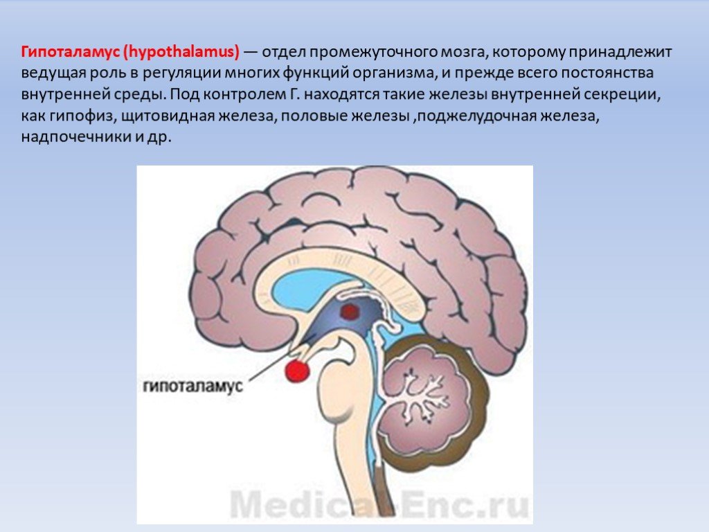 Передний мозг центр регуляции. Мозг гипоталамус отделы и функции. Центры регуляции в гипоталамусе. Отдел мозга отвечающий за гуморальную регуляцию. Нейрогуморальная регуляция мозг.