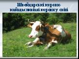 Швейцарські корови-найщасливіші корови у світі
