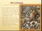 Molt(Линька). Squirrel sheds 2 times in a year, excluding the tail, which molts once a year. Adult males begin molt sooner than the females and young of the year. Moult in protein, like all other mammals caused by changes in the length of daylight hours. Білка линяє 2 рази в рік, за винятком хвоста,