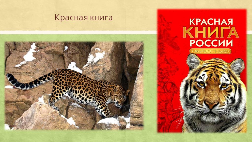 Презентация про леопарда из красной книги