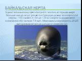 Байкальская нерпа. Единственный вид пресноводного тюленя, который в мире больше нигде не встречается. Средняя длина тела взрослой нерпы -165 см.Вес от 50 до 130 кг. Скорость движения в спокойной обстановке 7-8 км/ч. Максимальная скорость 20-25 км/ч(развивает,когда уходит от опасности)
