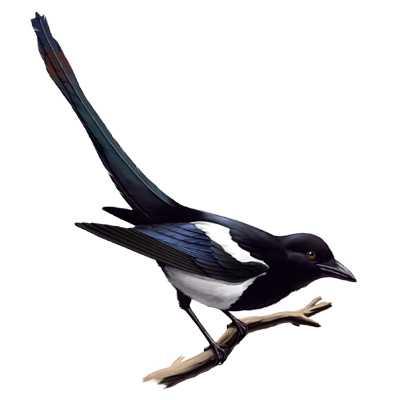 http://www.theora.com/images/magpie.jpg
