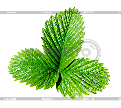 http://img.cliparto.com/pic/xl/183642/3049457-strawberry-leaf.jpg
