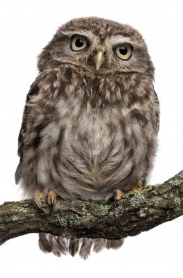 http://us.123rf.com/400wm/400/400/isselee/isselee1010/isselee101000607/7980698-young-owl-perching-on-branch-in-front-of-white-background.jpg