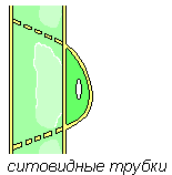 http://biouroki.ru/content/page/680/9.png