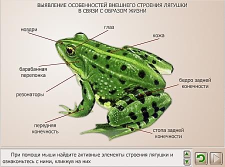 http://biolicey2vrn.ucoz.ru/Zhivotnie/Khordovie/3_Amphibia/LR-Vneshn.lyagushki.jpg