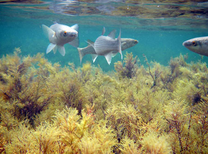 Фауна азовского моря фото и название
