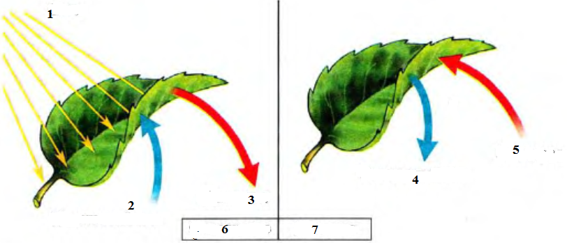 Из воздуха лист получает. Рисунок процессы газообмена в листьях. Схема фотосинтеза и дыхания растений. Схема процесса дыхания растения 6 класс биология. Фотосинтез листа схема.