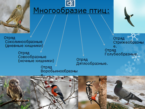 Птицы 5 класс 8. Многообразие птиц. Класс птицы многообразие. Многообразие отрядов птиц. Многообразие птиц отряды птиц.