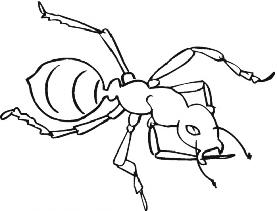 http://www.supercoloring.com/wp-content/main/2009_01/ant-3-coloring-page.gif