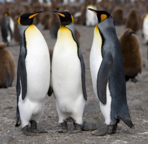 C:\Users\елена\Pictures\Royal_King_Penguin-300x292.jpg