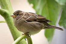 http://upload.wikimedia.org/wikipedia/commons/thumb/1/1a/House_Sparrow_f_3030.jpg/220px-House_Sparrow_f_3030.jpg