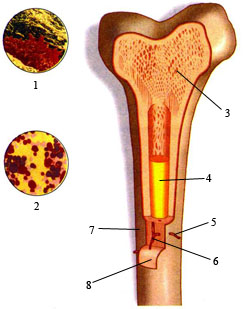 Функция желтого костного мозга в трубчатой кости. Желтый костный мозг в кости. Красный костный мозг и желтый костный. Желтый костный мозг это в биологии. Желтый костный мозг рисунок.