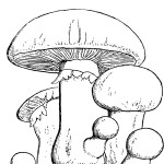 http://stranakids.ru/wp-content//prezentacii.org/upload/cloud2/2012/06/mushrooms2-150x150.jpg