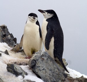 C:\Users\елена\Pictures\Pygoscelis_antarctica-300x283.jpg