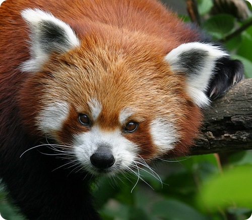 МАЛАЯ КРАСНАЯ ПАНДА. Cегодня красную панду в естественной среде обитания можно встретить лишь в горных бамбуковых лесах китайских провинций Юньнань и Сычуань, на севере Бирмы, в Бутане, Непале и на северо-востоке Индии.