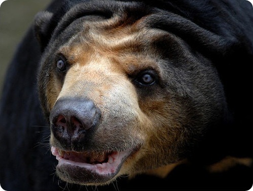 СОЛНЕЧНЫЙ МЕДВЕДЬ. Малайский медведь бируанг, или, как его еще называют благодаря характерному окрасу, солнечный или медовый медведь, обитает в Индии, Мьянме, а также на островах Борнео, Яве и Суматре. Он представляет достаточно большой интерес как для зоологов, так и для любителей дикой природы, так как этот вид относится к самым малорослым, самым агрессивным и самым малочисленным представителям всего семейства медвежьих. Кстати, как раз угрожающая малочисленность данного рода и стала причиной занесения бируангов в Красную книгу. Взрослый солнечный медведь имеет весьма тяжелый характер. Однако достаточно большой интерес к его персоне вызван вовсе не местом его обитания, да и не характером, а потрясающим внешним видом, который сразу же бросается в глаза с любой фотографии.