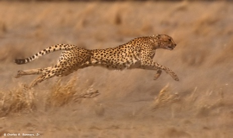 Бегущий гепард. Фото