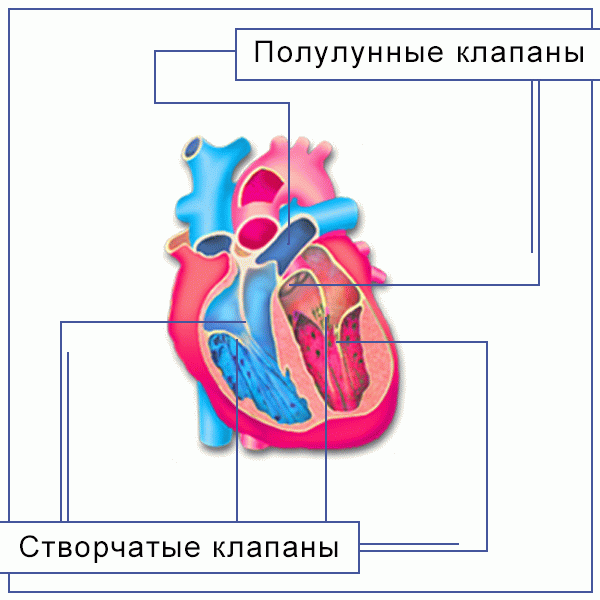 C:\Users\Home\Documents\иллюстрации Кровообращение\иллюстрации Кровообращение\Клапаны сердца.gif