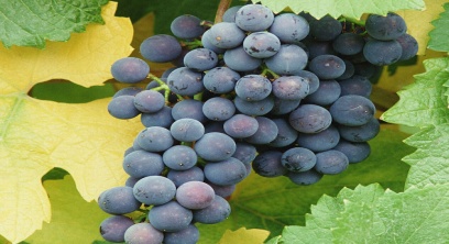 grapes_blue