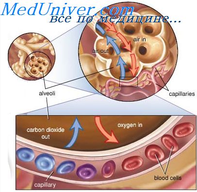 http://meduniver.com/Medical/Physiology/Img/1044.jpg