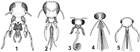 Типы ротовых аппаратов насекомых