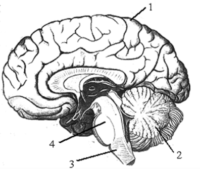 Отдел мозга регулирующий координацию движений. Координация движений отдел мозга продолговатый мозг. Тест по биологии головной мозг. Какой отдел мозга регулирует координацию движений.