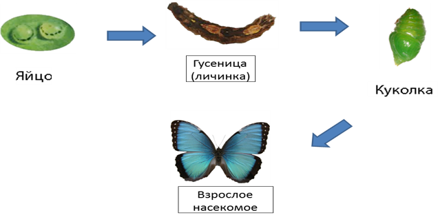 Схема развития животных 7 класс