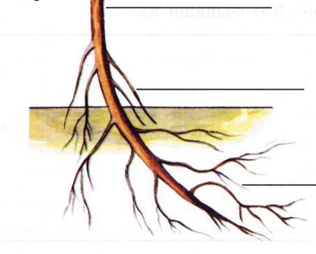 Боковой главный придаточный корневой. Боковые и придаточные корни. Придаточные боковые и главный корень. Придаточные корни и боковые корни.