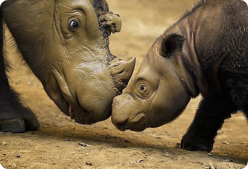 СУМАТРАНСКИЕ НОСОРОГИ. Относятся к непарнокопытным животным семейства носороговых. Данный вид носорогов является наиболее мелким из всего семейства. Длина тела взрослой особи суматранского носорога может достигать 200 – 280 см, а высота в холке может колебаться от 100 до 150 см. такие носороги могут весить до 1000 кг.