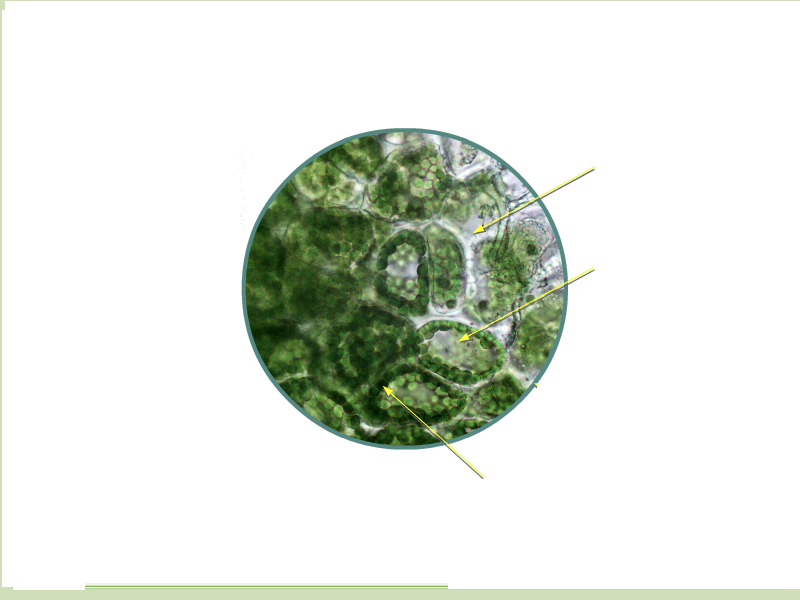 Строение фотосинтезирующей ткани (Рисунок).png