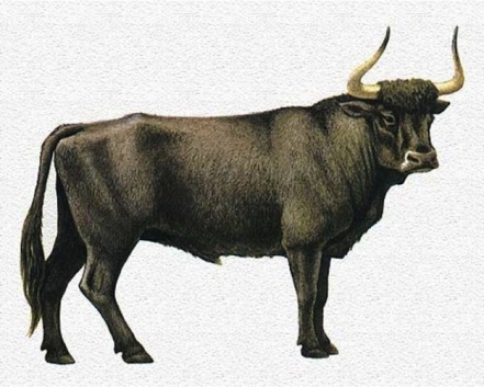 Первобытный дикий бык - тур: описание вымершего животного, прародителя современного крупного рогатого скота. . Природа