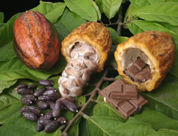 какао бобы против кариеса