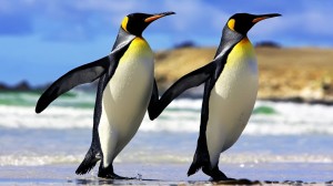 C:\Users\елена\Pictures\Emperor_penguins-300x168.jpg