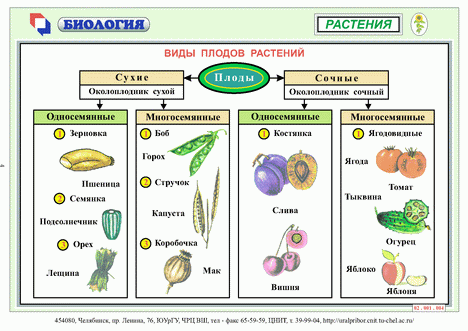 http://www.plant1.ru/img/Types_fruit_plants_1.jpg