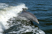 http://upload.wikimedia.org/wikipedia/commons/thumb/a/a6/Bottlenose_Dolphin_KSC04pd0178.jpg/180px-Bottlenose_Dolphin_KSC04pd0178.jpg
