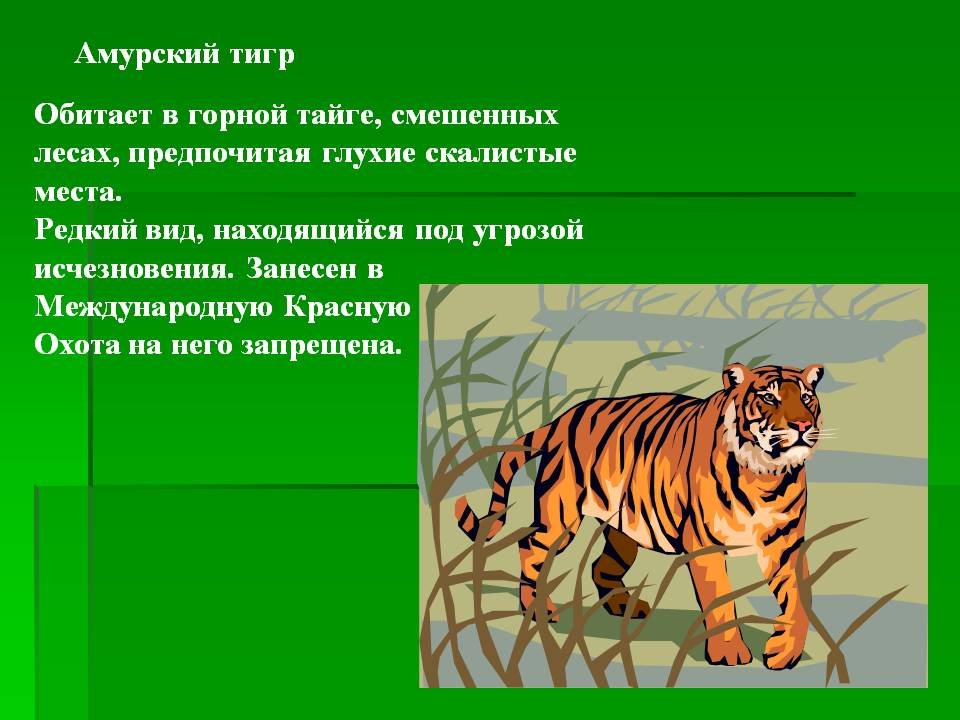 0025-025-Amurskij-tigr.jpg