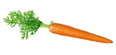 03_carrot.jpg