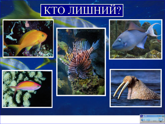 Урок многообразие животных. Разнообразие животных рыбы 3 класс. Разнообразие животных 3 класс окружающий мир. Проект разнообразие животных 3 класс окружающий мир. Разнообразие животных 3 класс окружающий мир рыбы.