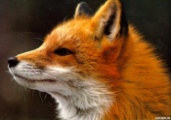 Морда рыжей лисички