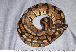 ball-python.jpg