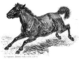 Equus ferus ferus.jpg