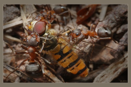C:\Documents and Settings\1\Рабочий стол\скаченные пчёлки\муравьи обедают.jpg