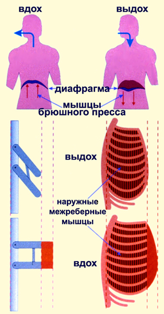 Диафрагма мышца вдоха. Дыхательные движения. Дыхательные движения 8 класс биология. Мышцы вдоха. Наружные межреберные мышцы при выдохе.