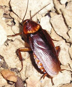 Самое быстрое насекомое - американский таракан. Фото