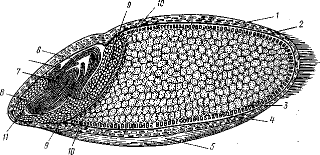 Схема поперечного среза семени