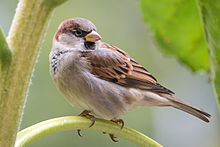 http://upload.wikimedia.org/wikipedia/commons/thumb/2/25/House_Sparrow_m_2892.jpg/220px-House_Sparrow_m_2892.jpg